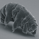 Illustration for article titled Frozen Tardigrade Brought Back to Life After 30 Years